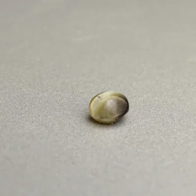 Přírodní chryzoberyl kočičí oko 0,92ct, Srí Lanka | MINERALS-STONES®